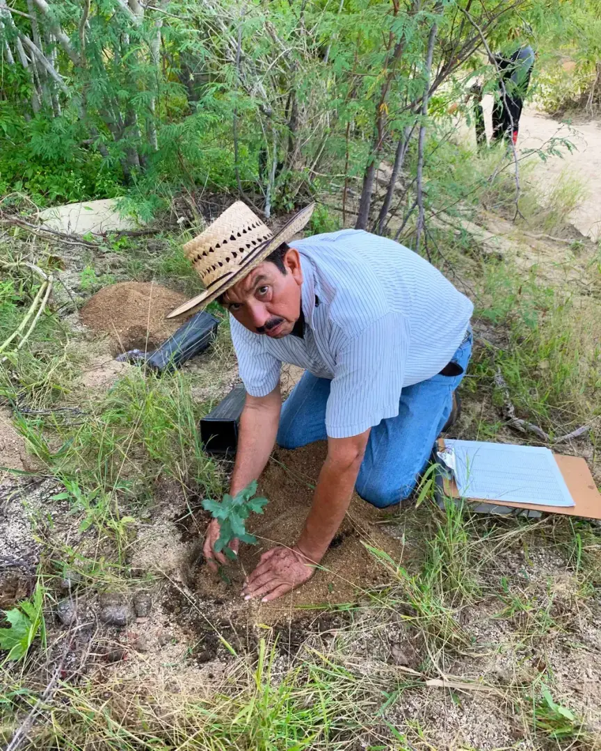 Тайна исчезающих речных дубов в Мексике