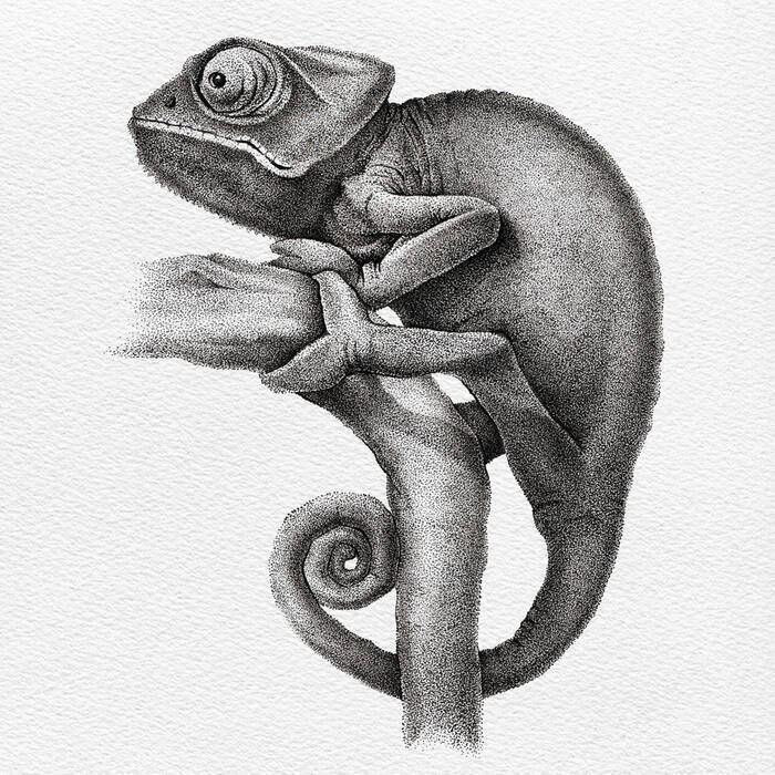 Как и почему хамелеон меняет цвет?