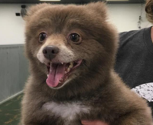 Померанский шпиц медвежьего типа - медвежонок из мультика