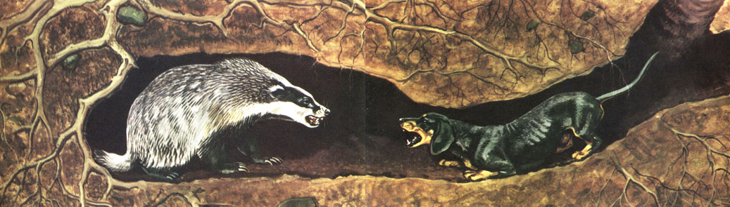 Такса - маленькая, но отважная охотница