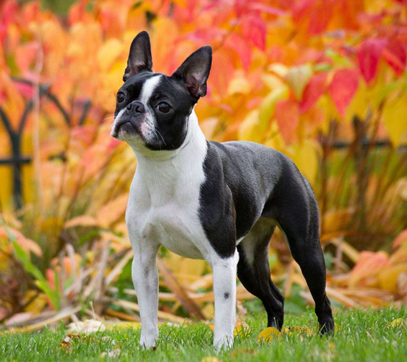 Лучшие породы собак для содержания в квартире