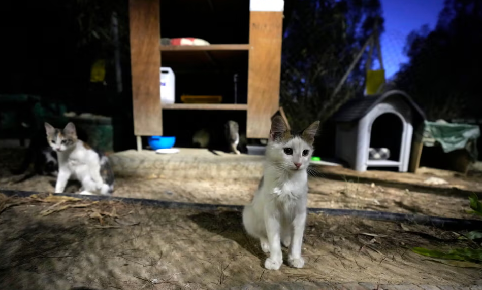 Кошкам дали таблетки против Covid для людей после того, как более тысячи людей умерли от кошачьего вируса на Кипре