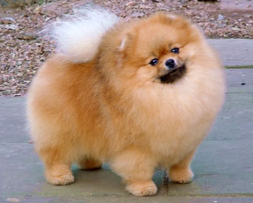 Померанский шпиц медвежьего типа - медвежонок из мультика