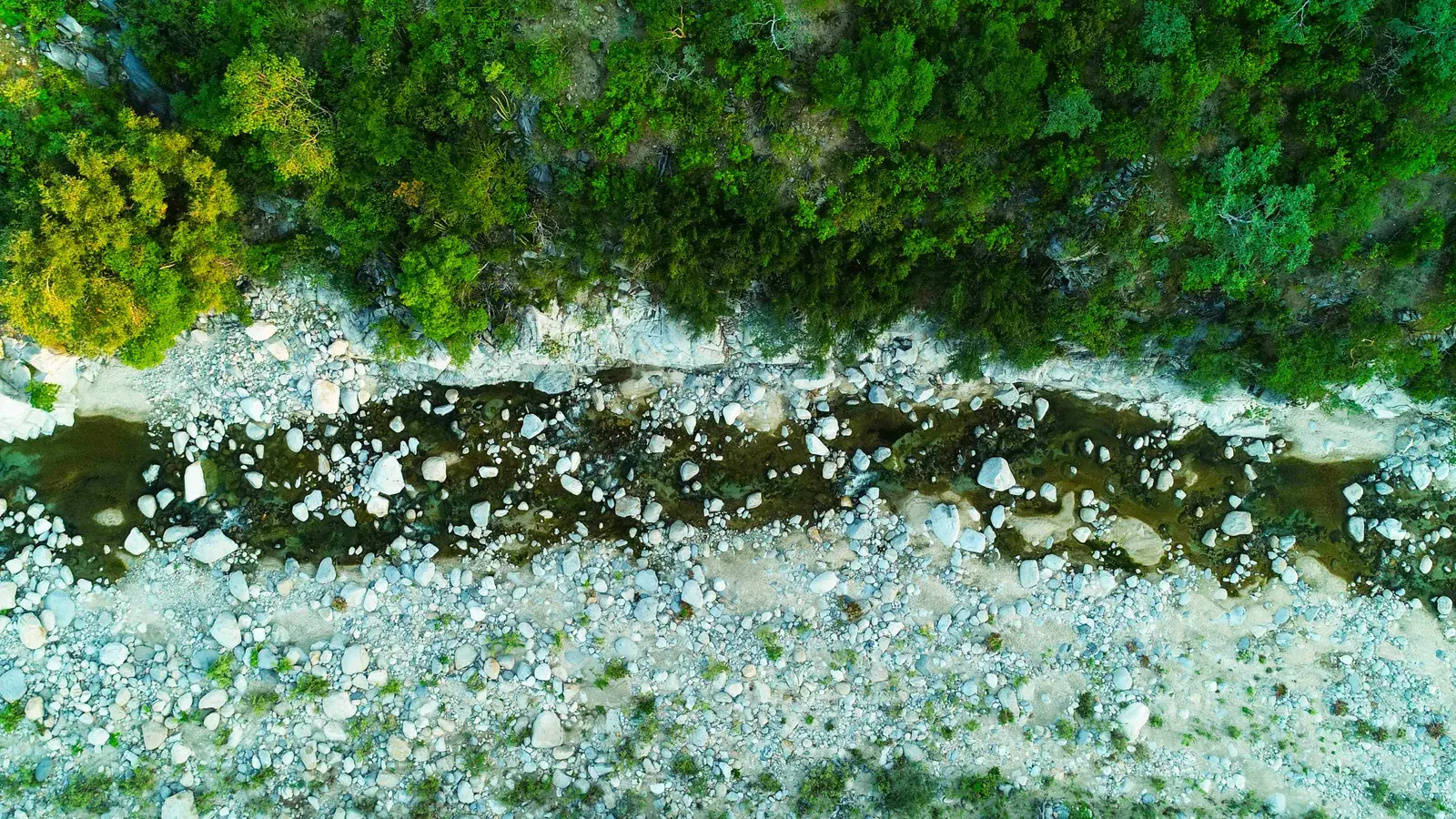 Тайна исчезающих речных дубов в Мексике