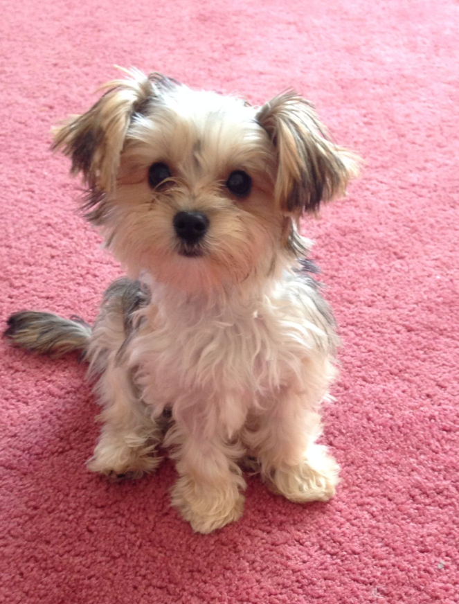 Лучшие породы собак для содержания в квартире