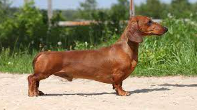 Такса - маленькая, но отважная охотница