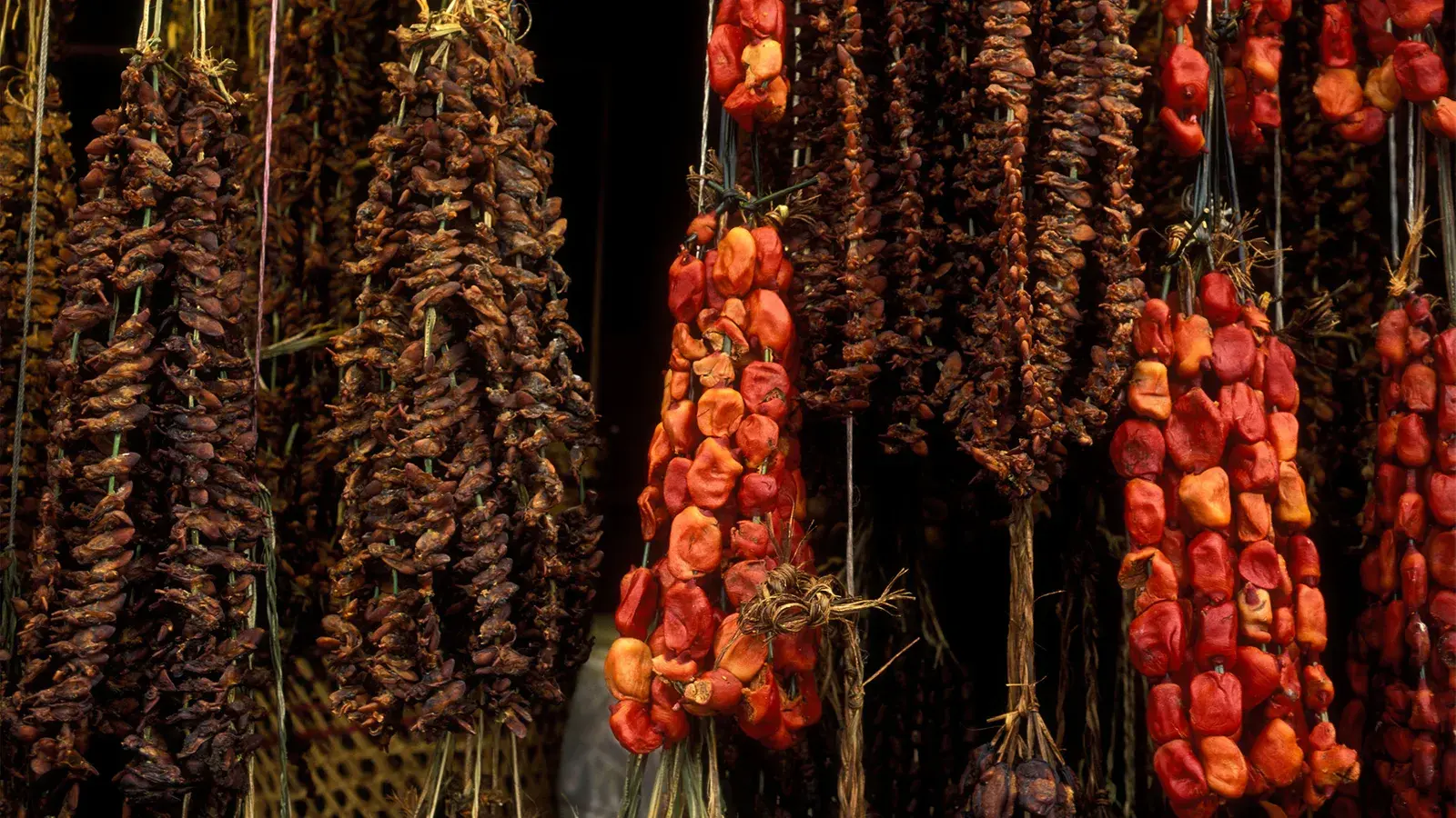 Чилийская «уродливая» съедобная асцидия