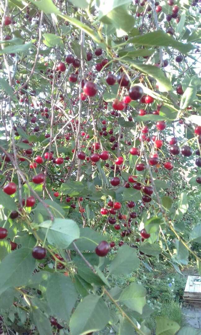 Мой любимый сад: из чеховского вишневого преобразовался в черешнево-вишневый сад. Очередная моя публикация в журнале и очередной гонорар.