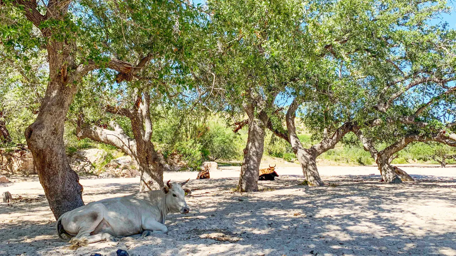 Тайна исчезающих речных дубов в Мексике