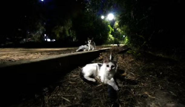 Кошкам дали таблетки против Covid для людей после того, как более тысячи людей умерли от кошачьего вируса на Кипре
