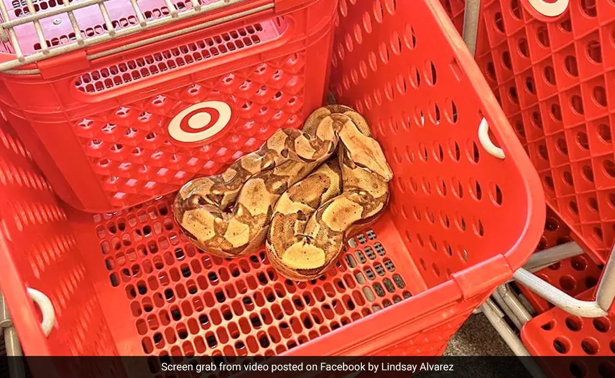 Покупатели в шоке от того, что обнаружили большую змею в корзине в американском магазине