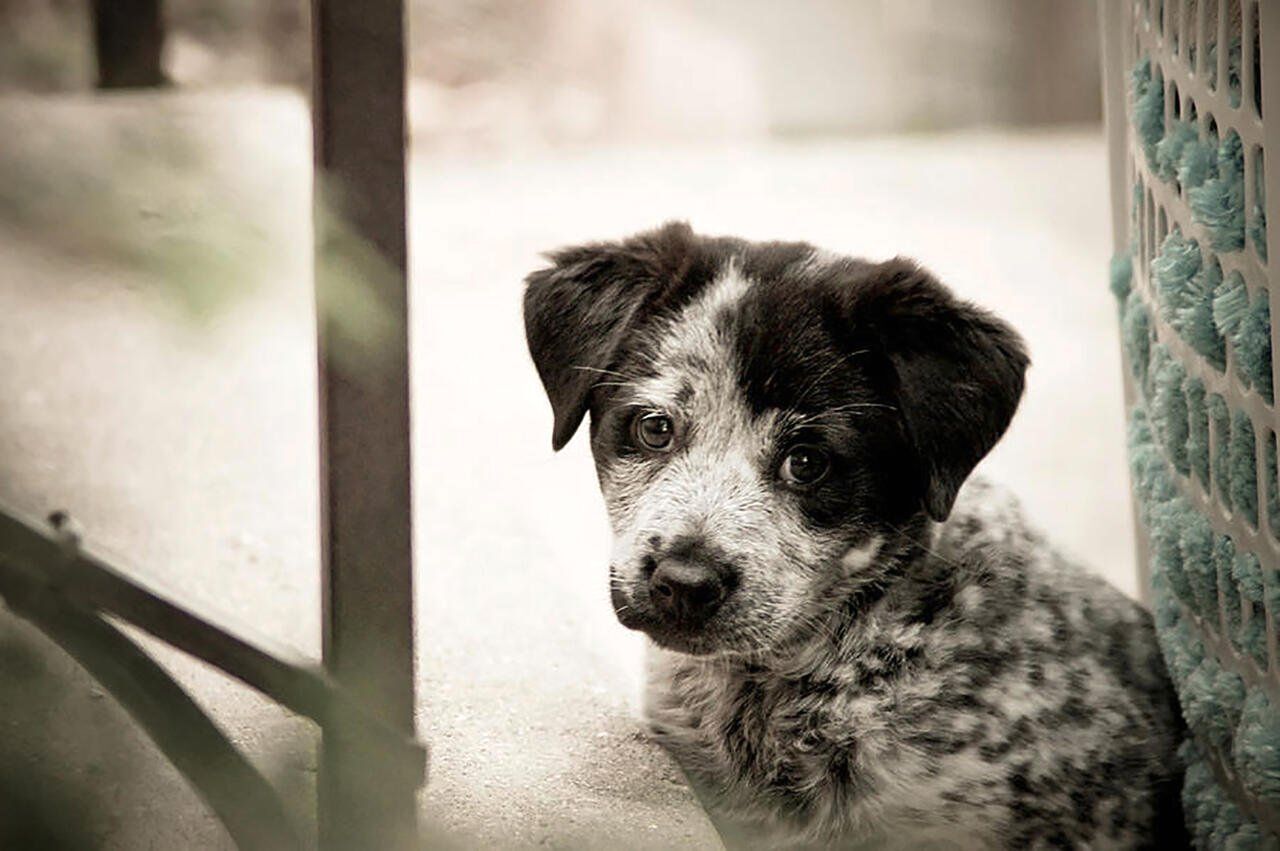 Французы массово бросают своих домашних животных