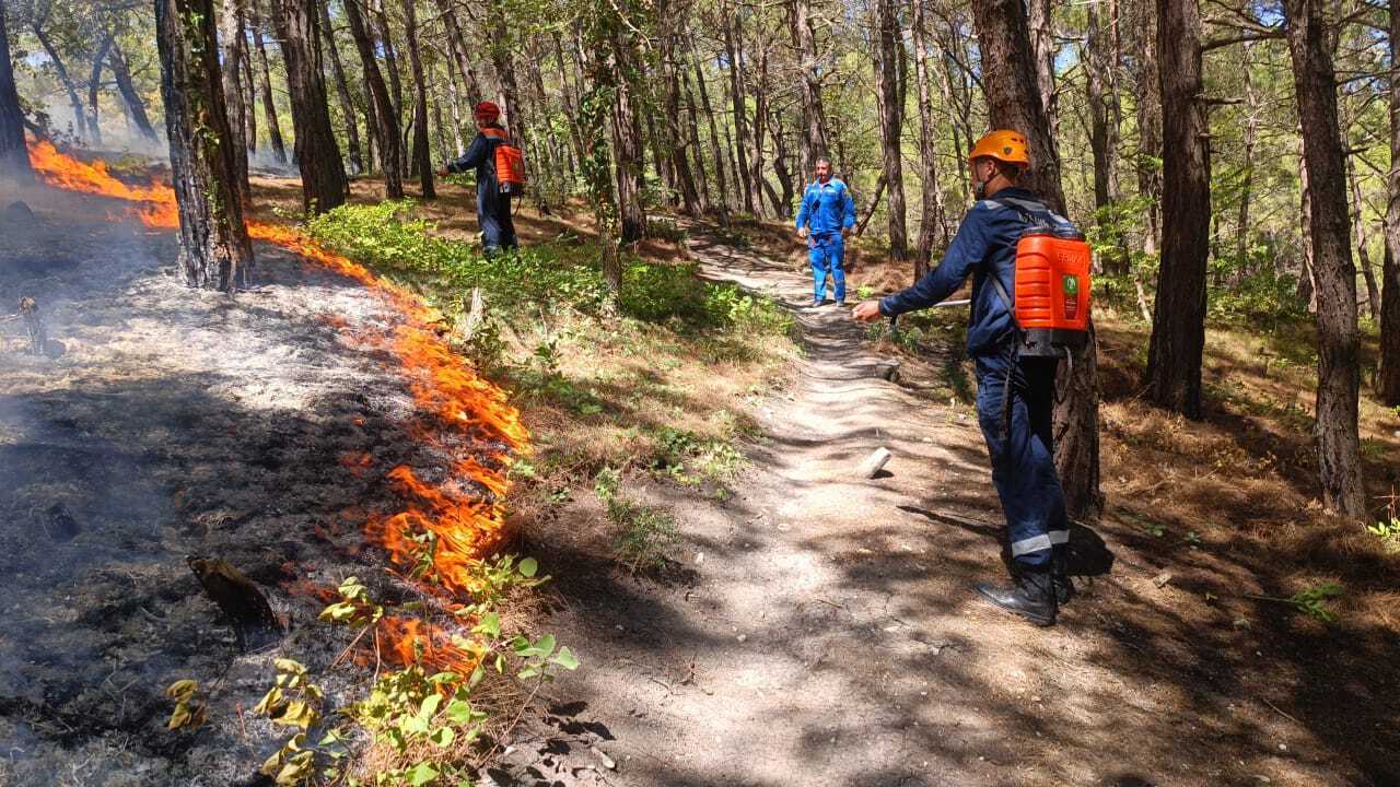 Люди гуляют – лес горит