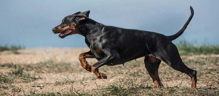 Самые атлетичные породы собак - ваш лучший выбор для товарища по тренировкам.
