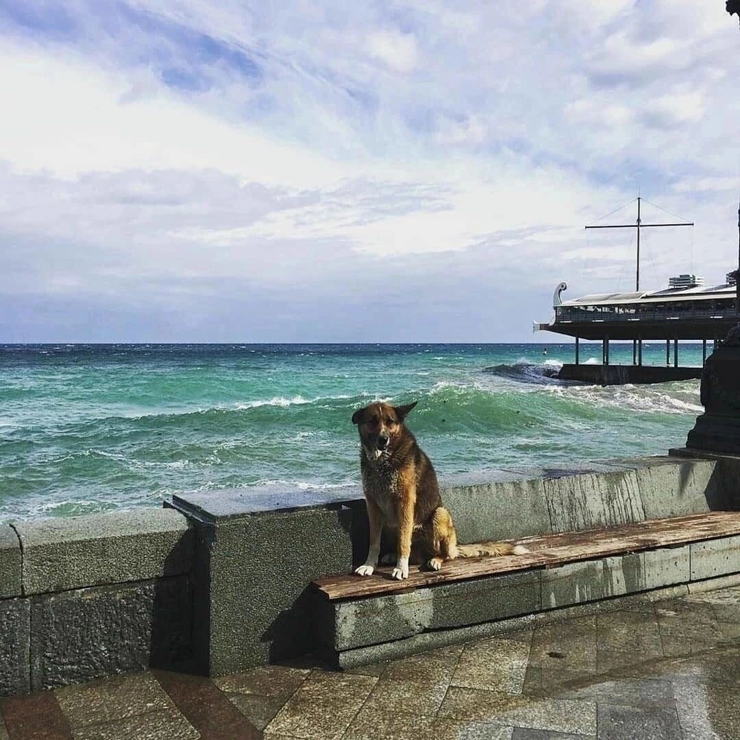 История Ялтинского Мухтара, прождавшего хозяина более 12 лет