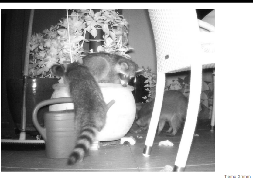 Полчища енотов , пьющих пиво вызвали "катастрофу" в Германии. Они совершают набеги на дома.