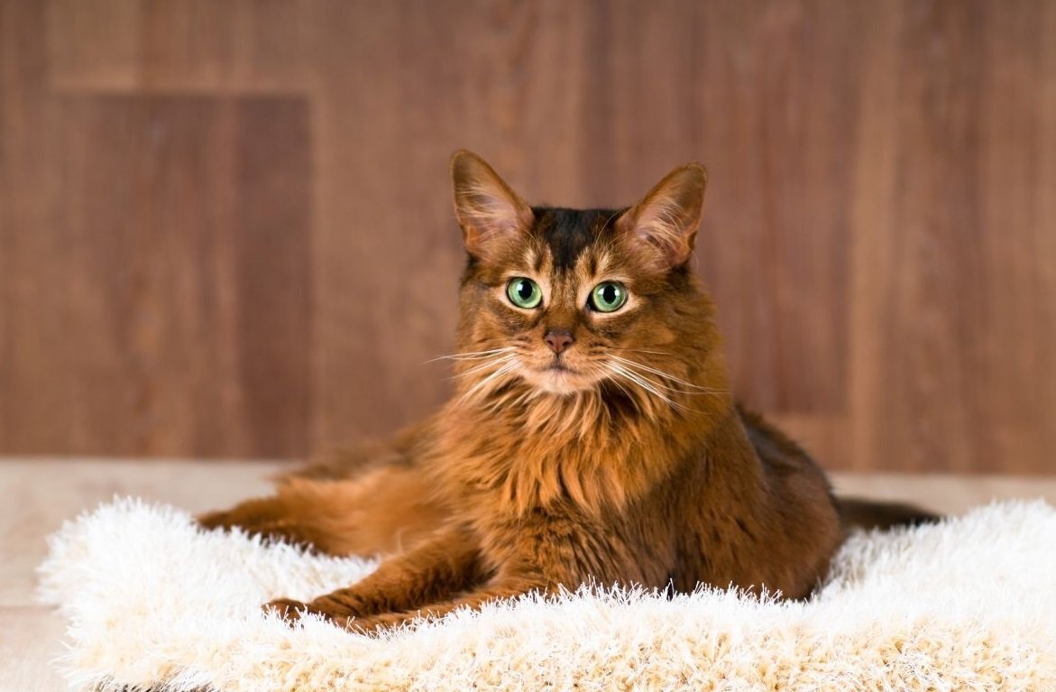 10 самых пушистых пород кошек.