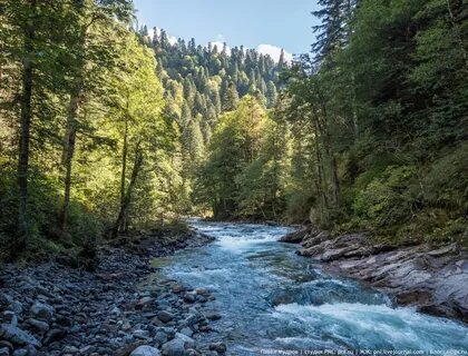Кавказский заповедник