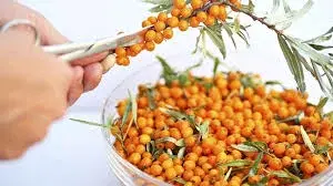 Народные рецепты и напитки для иммунитета