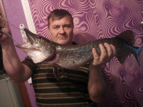 Помощь жене в подготовке к зиме: консервирование щуки в томатном соусе в автоклаве. А Вы свойские пробовали консервы из щуки ?