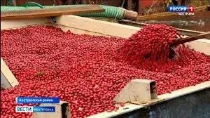 Народные рецепты и напитки для иммунитета