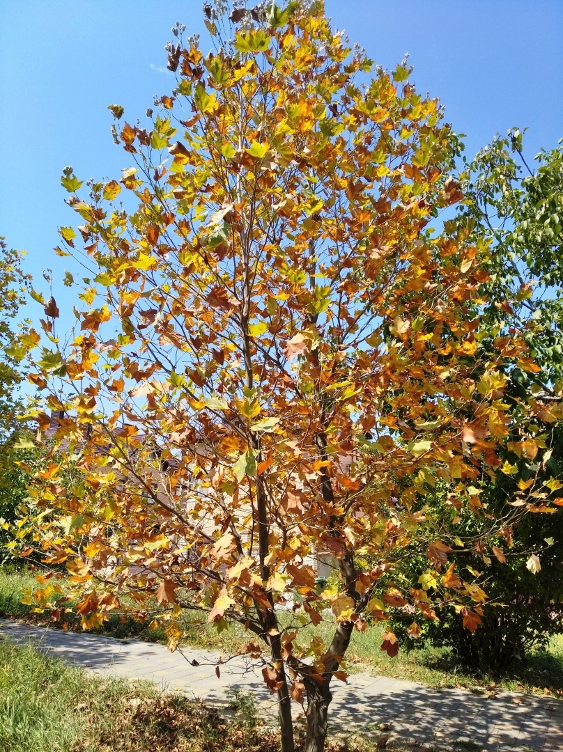 Анапа, как Учкудук, изнывает от августовского зноя