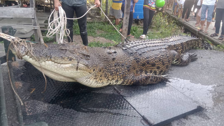 Малазийские рыбаки поймали четырехметрового крокодила весом в одну тонну
