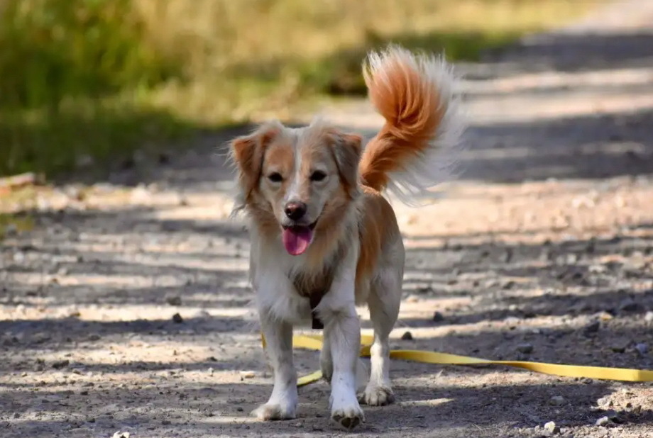 6 греческих пород собак, корни которых уходят в Древнюю Грецию