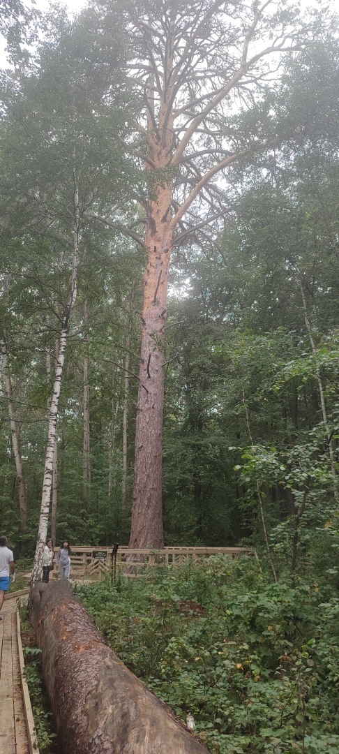 Бузулукский бор – 2023: мой отдых в сосновом бору. Национальный парк. Достопримечательности