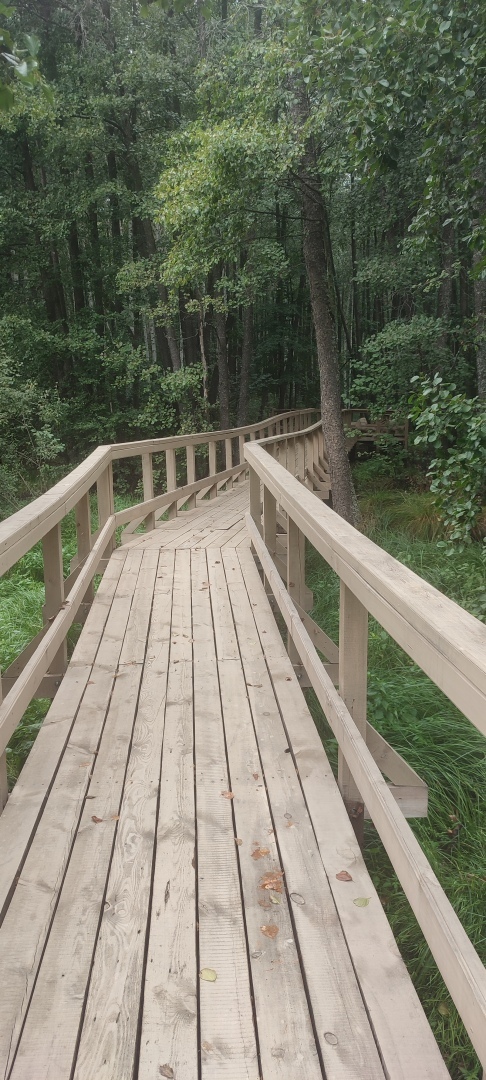 Бузулукский бор – 2023: мой отдых в сосновом бору. Национальный парк. Достопримечательности