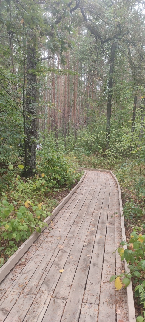 Бузулукский бор – 2023: мой отдых в сосновом бору. Национальный парк. Достопримечательности