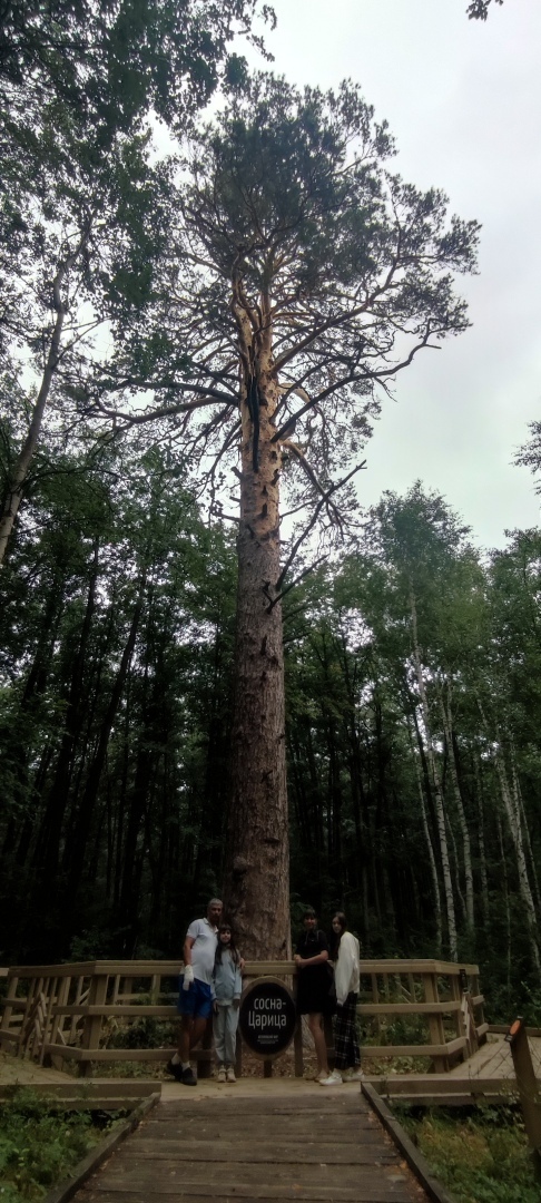 Бузулукский бор – 2023: мой отдых в сосновом бору. Национальный парк. Достопримечательности