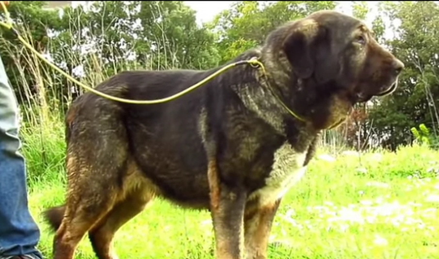 6 греческих пород собак, корни которых уходят в Древнюю Грецию