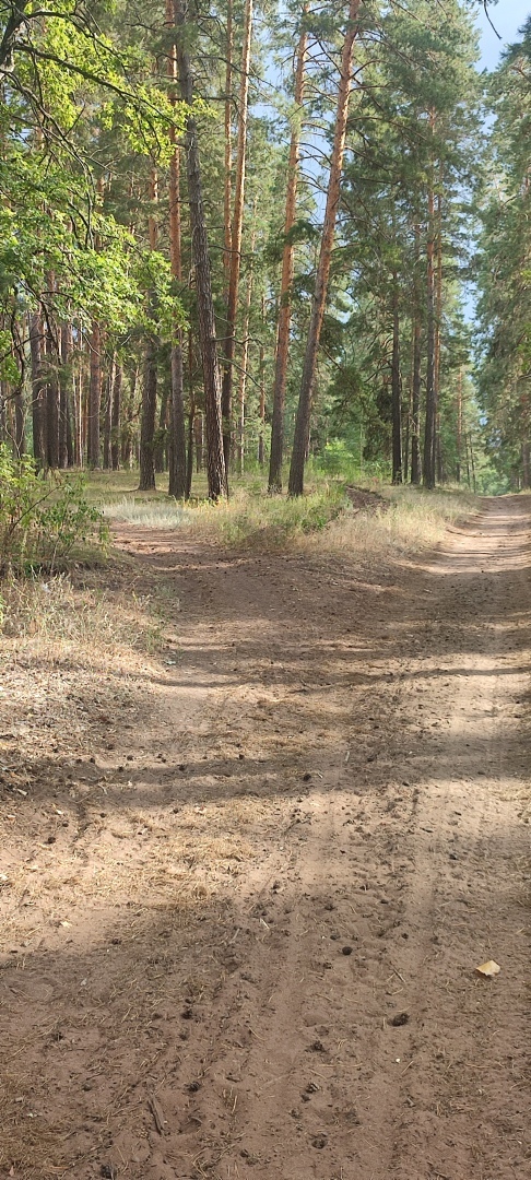 Бузулукский бор – 2023: мой отдых в сосновом бору. Национальный парк. Достопримечательности