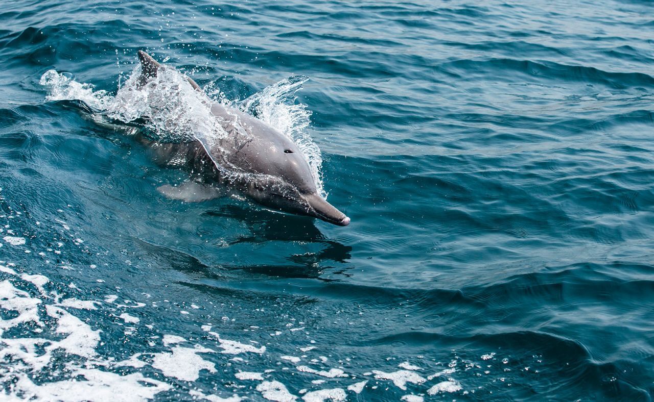 «Норвегия Аравии» является домом для единственных в мире пустынных фьордов.