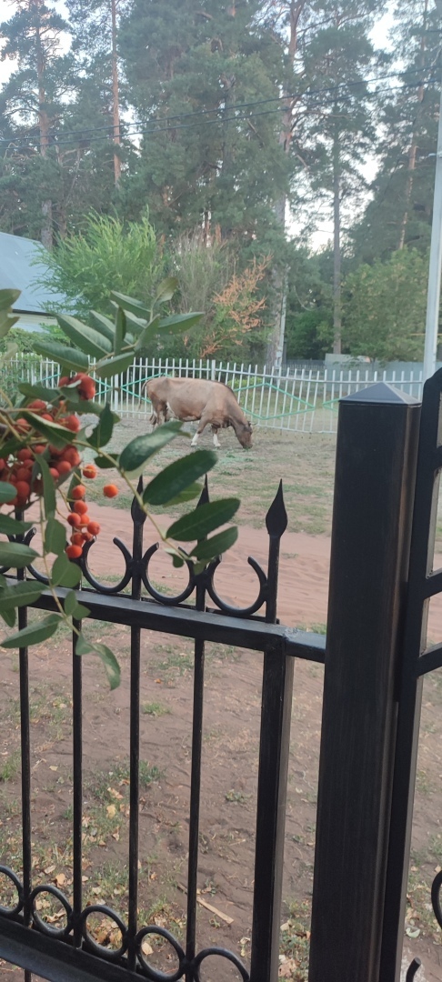 Бузулукский бор – 2023: мой отдых в сосновом бору. Национальный парк. Достопримечательности