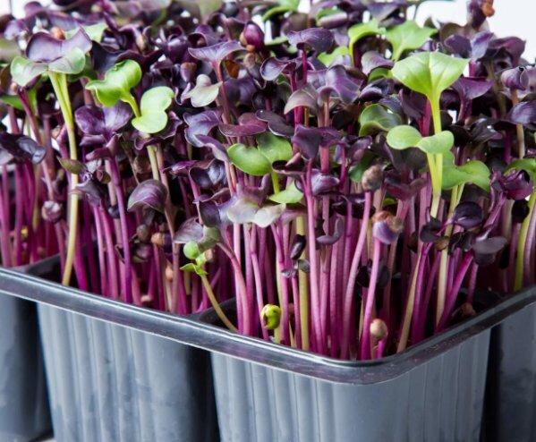 Микро зелень vs. Пророщенные злаки: 10 доказательств в пользу микро зелени