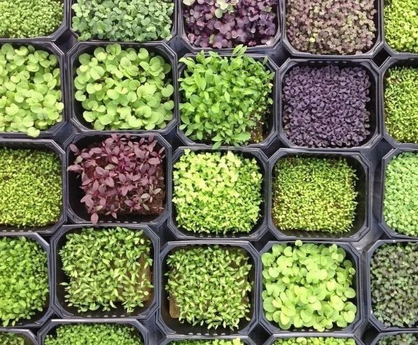 Микро зелень vs. Пророщенные злаки: 10 доказательств в пользу микро зелени