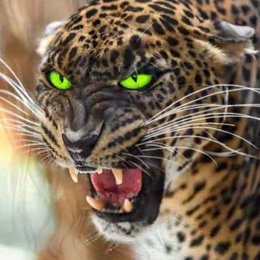 Царь зверей и царский камень.