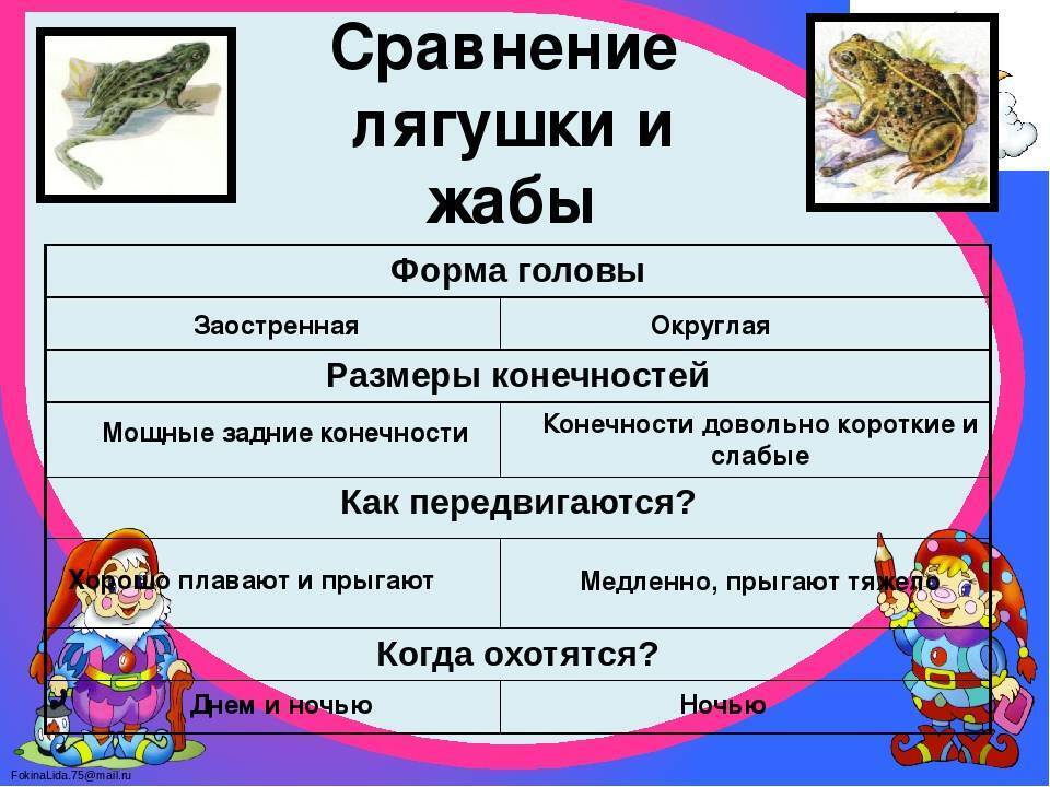 Зачем лягушка квакает?