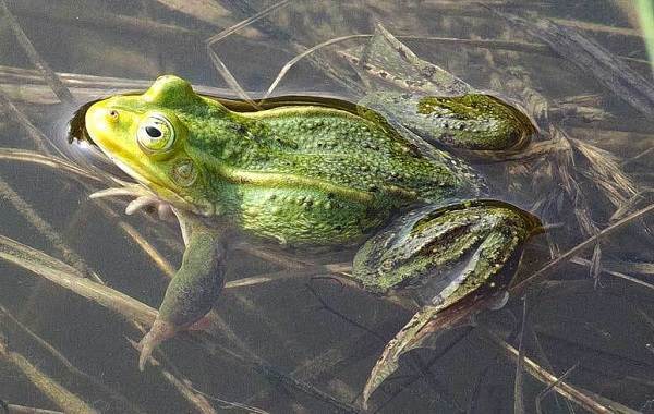 Зачем лягушка квакает?