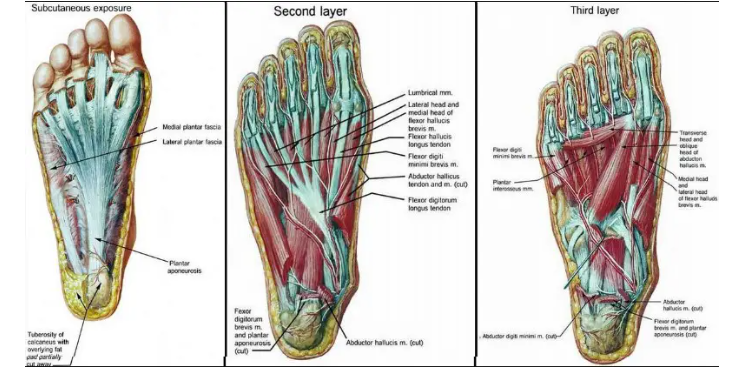 5 простых упражнений, которые помогут избавиться от боли в ступнях, бедрах, спине и коленях