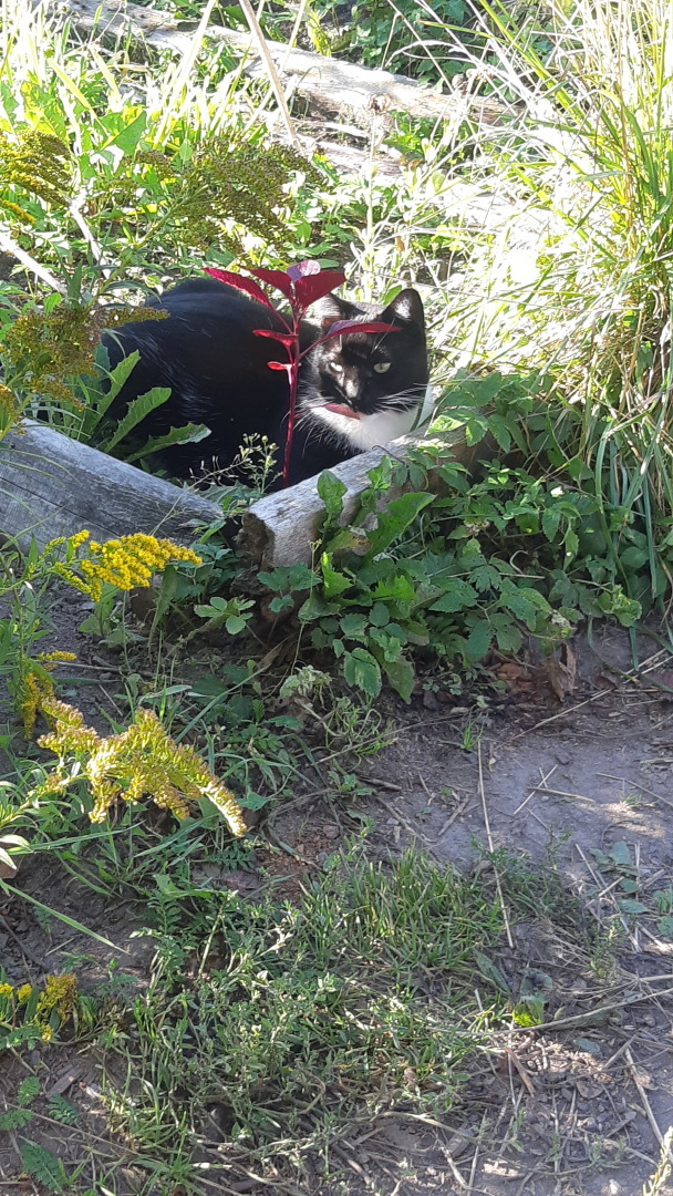 "Черная кошка, белый кот": почему кошки способны лечить самые страшные болезни?