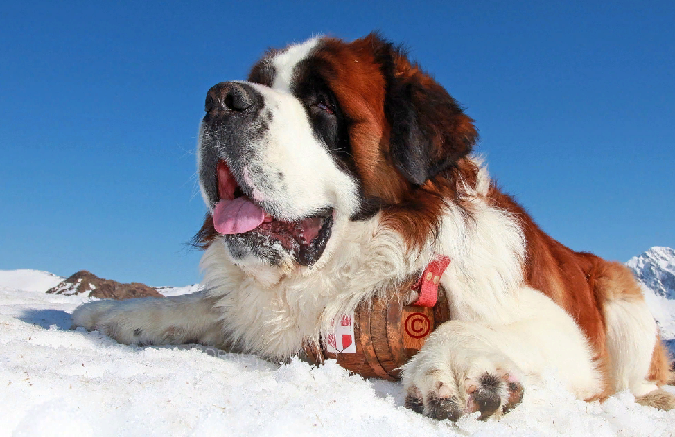 Уход за сенбернарами.Пять важных аспектов