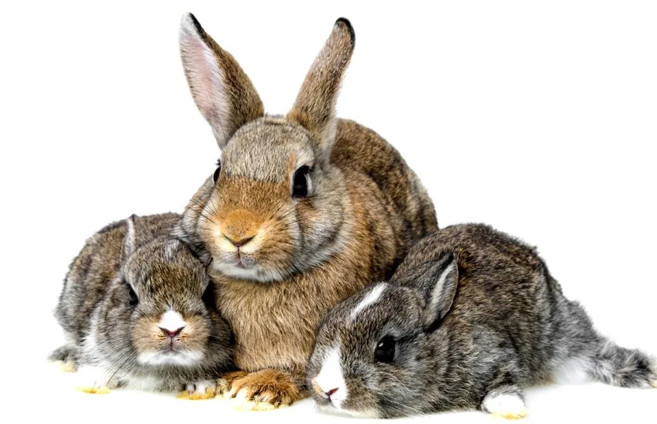 Секреты успешного снятия квартиры если вы живете с питомцем: все, что вам нужно знать