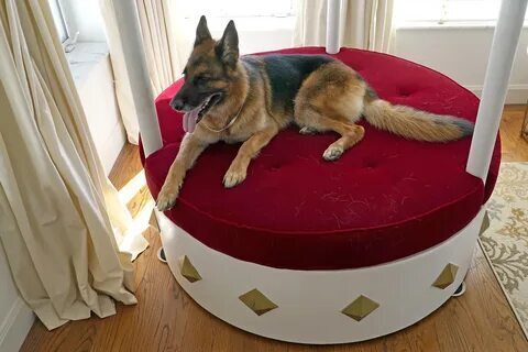 Собака миллионер