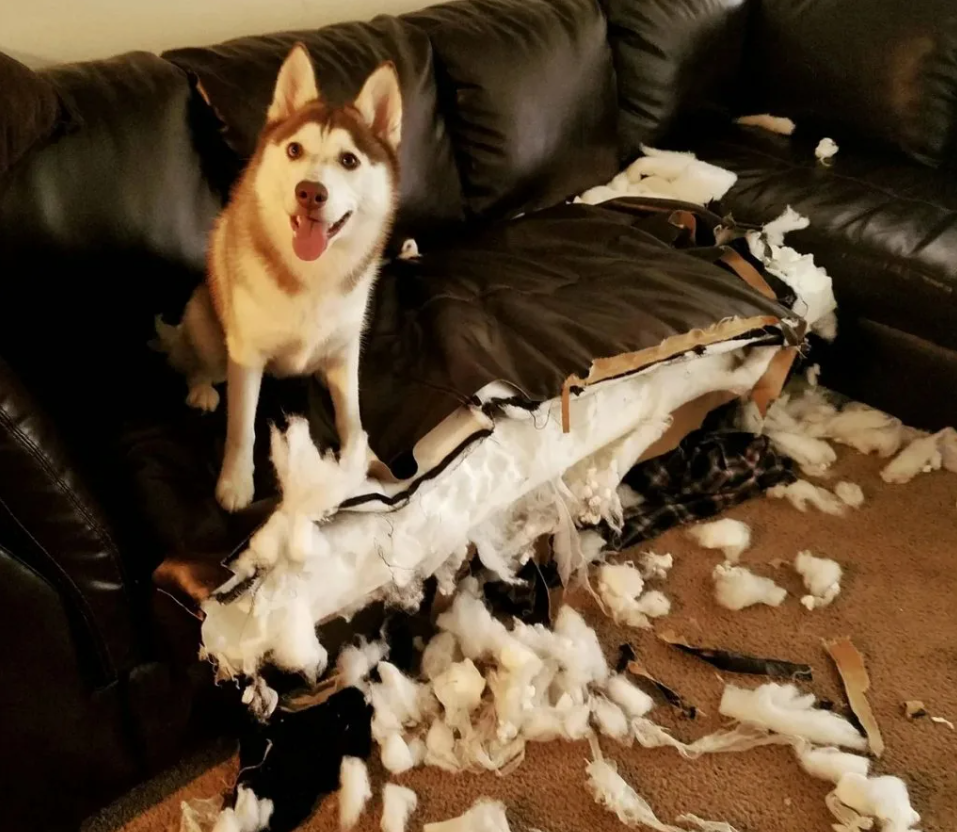 Секреты успешного снятия квартиры если вы живете с питомцем: все, что вам нужно знать