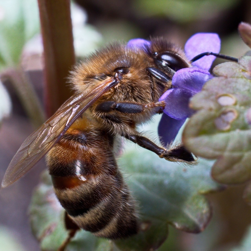 За трудолюбие пчеле пишите им стихотворенье?