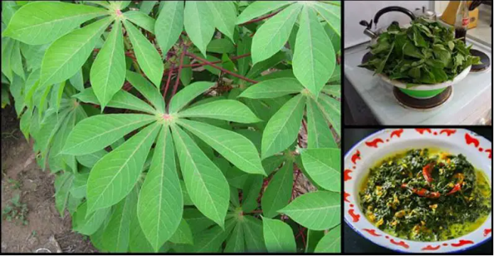 7 невероятных преимуществ листьев маниоки, о которых должен знать каждый