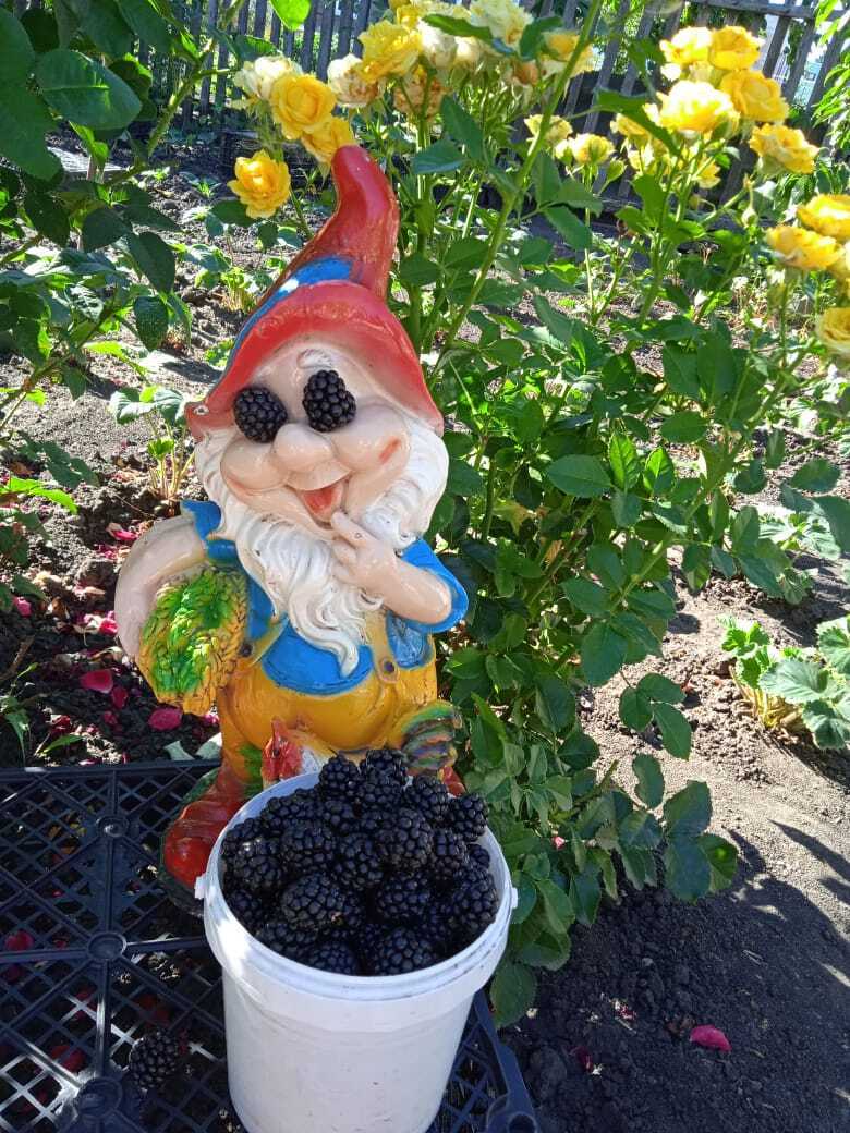 Преображение моей дачи: как из шести соток создать райский плодоносящий сад и цветущий уголок, делюсь своим опытом.